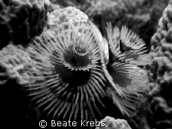Christmas Tree Worm in black and white taken with my Cano... by Beate Krebs 
